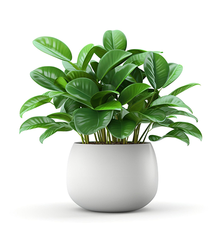 Startseite succulents